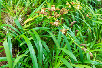 Beautiful rare wild orchids (Cymbidium tracyanum) in tropical forest of Thailand.