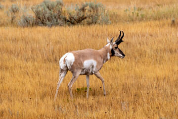 Pronghorn
