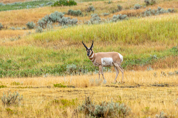 Fototapeta premium Pronghorn