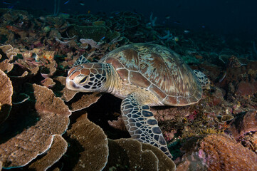 Green sea turtle resting on coral