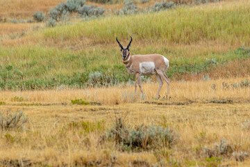 Pronghorn