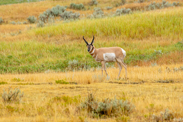 Obraz premium Pronghorn