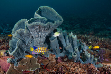 Tube coral with a Regal Angelfish in front