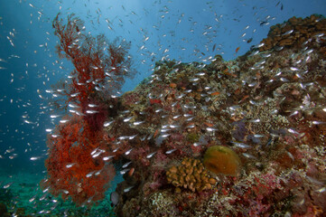 Red soft coral surrounded by fish