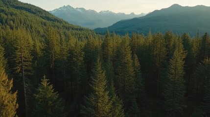 A bird's-eye view of a vast forest and mountain range basking in warm sunlight.