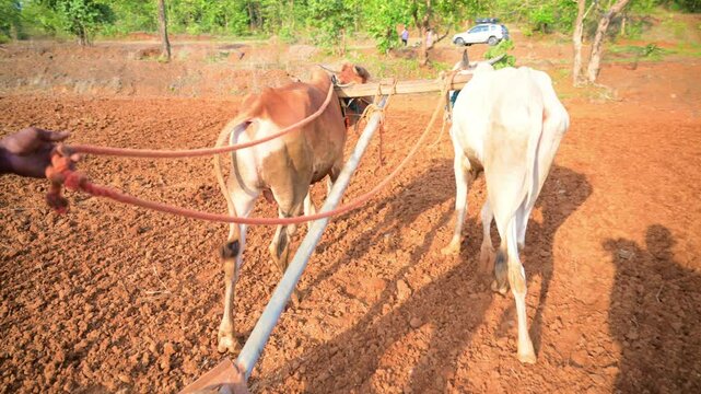 Farmer breaks the ground for sowing crops with oxen