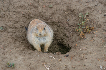 Black-tailed Praire Dog
