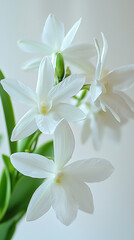 Close-up of delicate white orchid blossoms.