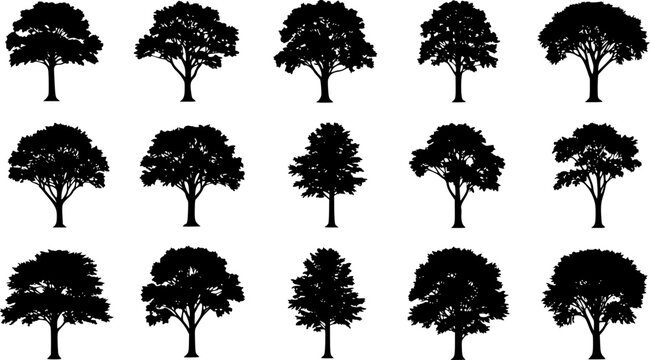 various deciduous trees silhouettes on the white background. vector set. PNG white background