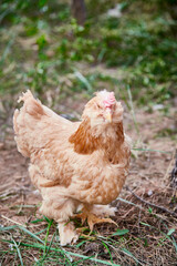 Fototapeta premium Healthy Beijing chicken walking on the grass in a free-range state
