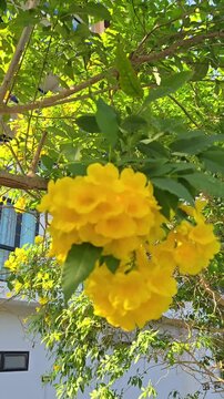 Tecoma stans yellow bell flower tree branch swinging in wind. Vertical footage natural background.