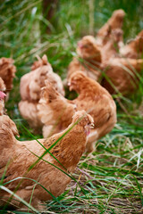 Healthy Beijing chicken walking on the grass in a free-range state