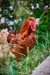 Fototapeta premium Healthy Beijing chicken walking on the grass in a free-range state