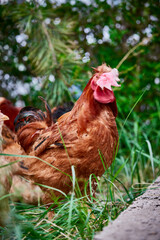Fototapeta premium Healthy Beijing chicken walking on the grass in a free-range state