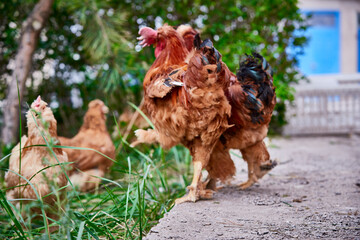 Healthy Beijing chicken walking on the grass in a free-range state