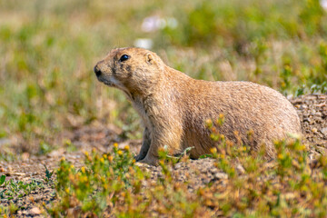 Black-tailed Praire Dog