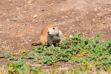 Black-tailed Praire Dog