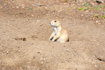 Black-tailed Praire Dog