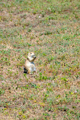 Black-tailed Praire Dog