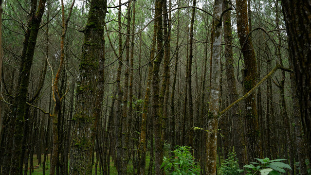 pine forest in the morning in bandung city