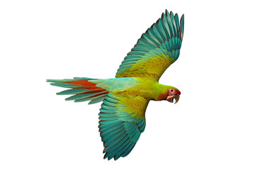 Colorful flying Military Macaw parrot isolated on transparent background png file