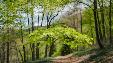 Obraz premium Maple leaves Forest background in springtime with fresh green