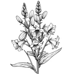 Obraz premium Delicate Floral Line Art