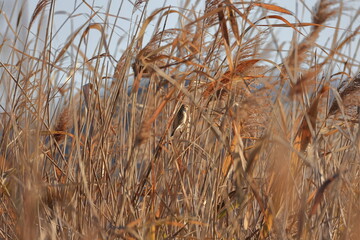 Fototapeta premium Winter Japanese pampas grass and Protected-colored Common Reed Bunting 