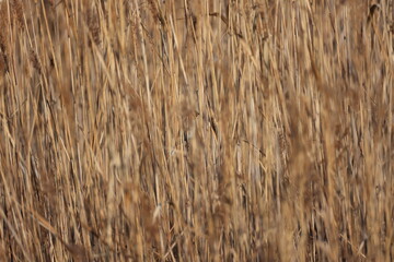 Fototapeta premium Winter Japanese pampas grass and Protected-colored Common Reed Bunting 