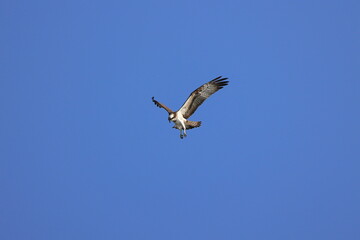 Osprey aiming at the fish of its prey at Kakogawa River Estuary