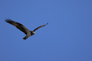 Osprey aiming at the fish of its prey at Kakogawa River Estuary