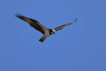 Osprey aiming at the fish of its prey at Kakogawa River Estuary