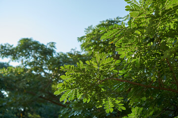 green leaves in the forest