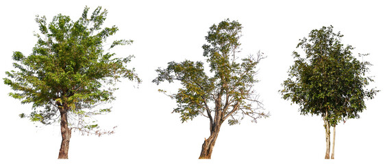 collection tree PNG transparent background, high qaulity tree removed original background