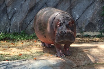 Hippos stand on the ground when eating fruits and vegetables