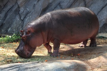 Hippos stand on the ground when eating fruits and vegetables
