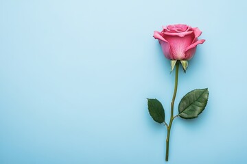 Obraz premium A delicate pink rose blooms against a serene blue backdrop, symbolizing love and romance, perfect for celebrating Valentine's Day.