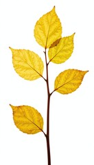 Yellowing and wilting leaves isolated on white, isolation, wilted, plant