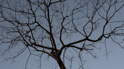 樹木シルエット