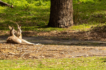 A female Eastern grey kangaroo (Macropus giganteus) with Joey. Late afternoon. Victoria.