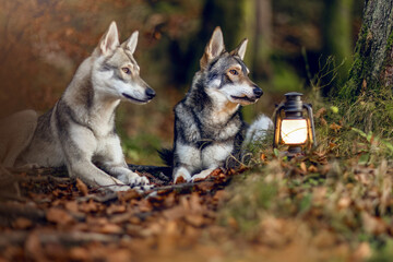 Obraz premium Fairytale concept: A wolf dog in a forest with a lantern nearby