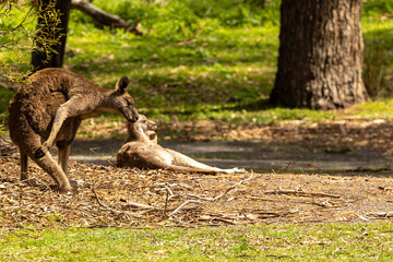 A female Eastern grey kangaroo (Macropus giganteus) with Joey. Late afternoon. Victoria.