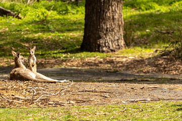 A female Eastern grey kangaroo (Macropus giganteus) with Joey. Late afternoon. Victoria.