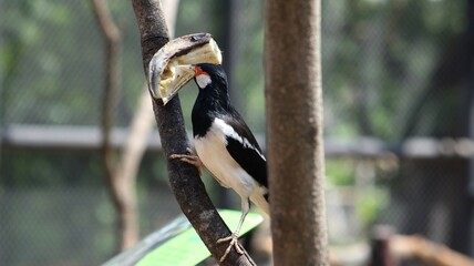 Fototapeta premium Starlings perched on tree branches while eating fruit