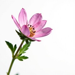 Fototapeta premium Delicate thyme flower petals on white background, closeup, bloom, garden
