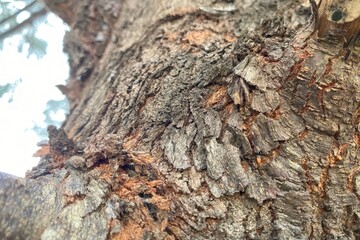 Close-Up of Textured Tree Bark for Nature Photography