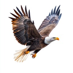 Obraz premium A majestic eagle in flight, showcasing its powerful wings and distinctive features.