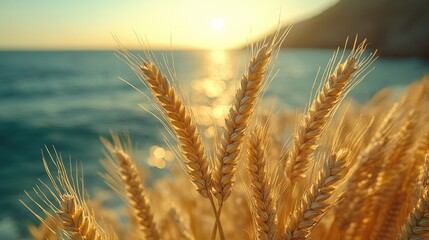 Golden wheat stalks at sunset near the ocean.