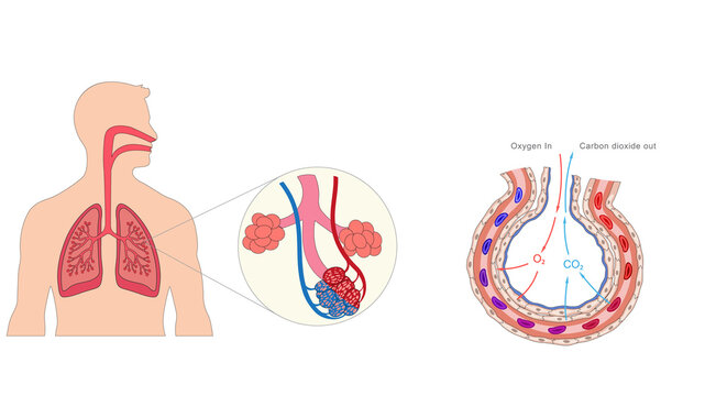 In human lungs, gas exchange at alveoli occurs as oxygen enters blood and carbon dioxide exits via diffusion across thin alveolar and capillary walls.