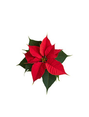 Christmas plant red poinsettia flower isolated
